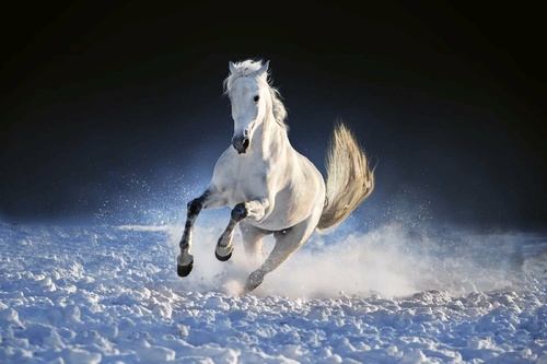 Vliesová fototapeta Kůň běžící sněhem 375 x 250 cm