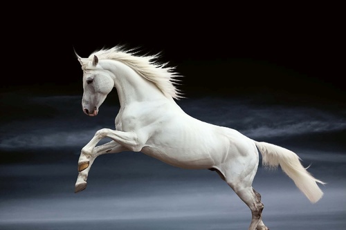 Vliesová fototapeta Bílý kůň 375 x 250 cm