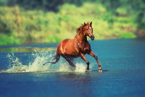 Vliesová fototapeta Kůň běžící jezerem 375 x 250 cm