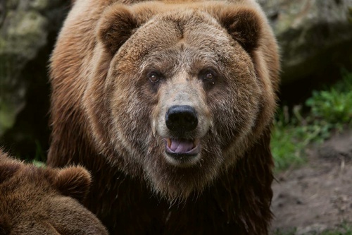 Vliesová fototapeta Medvěd grizzly 375 x 250 cm