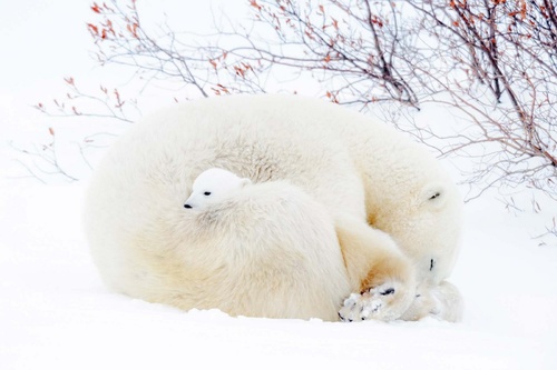 Vliesová fototapeta Lední medvědi 375 x 250 cm
