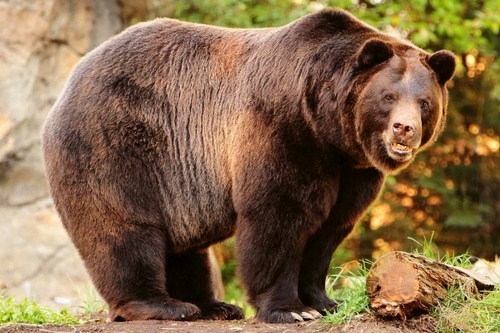 Vliesová fototapeta Aljašský hnědý medvěd 375 x 250 cm