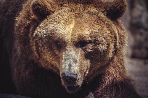 Vliesová fototapeta Kantaberský medvěd hnědý 375 x 250 cm