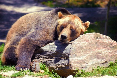 Vliesová fototapeta Spící medvěd grizzly 375 x 250 cm