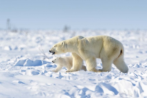 Vliesová fototapeta Rodina ledních medvědů 375 x 250 cm