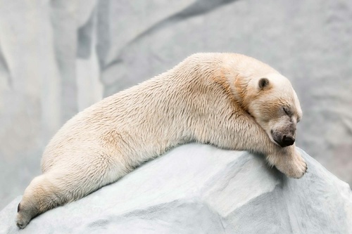 Vliesová fototapeta Spící lední medvěd 375 x 250 cm