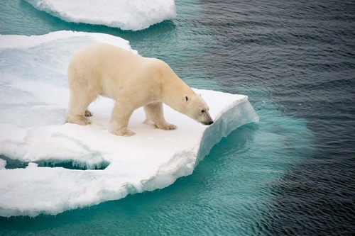 Vliesová fototapeta Lední medvěd na kře 375 x 250 cm