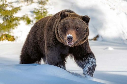 Vliesová fototapeta Divoký hnědý medvěd 375 x 250 cm