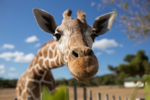 Vliesová fototapeta Žirafí selfie 375 x 250 cm