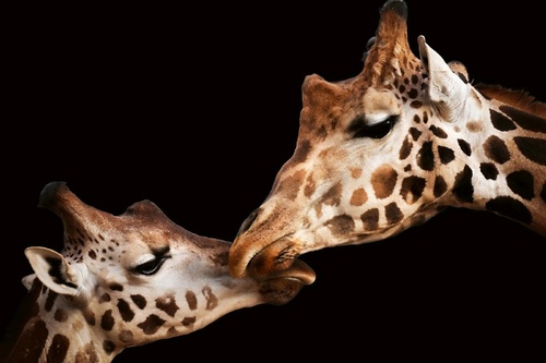 Vliesová fototapeta Žirafí láska 375 x 250 cm