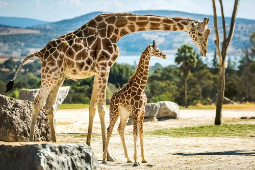 Vliesová fototapeta Rodina žiraf 375 x 250 cm