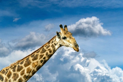 Vliesová fototapeta Žirafa 375 x 250 cm
