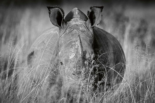 Vliesová fototapeta Nosorožec v trávě 375 x 250 cm