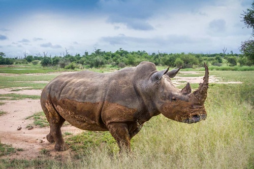 Vliesová fototapeta Procházející se nosorožec 375 x 250 cm