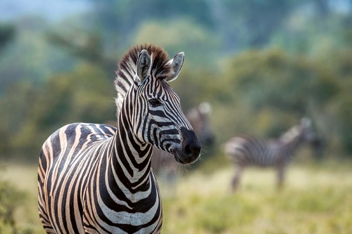 Vliesová fototapeta Zebra stepní 375 x 250 cm