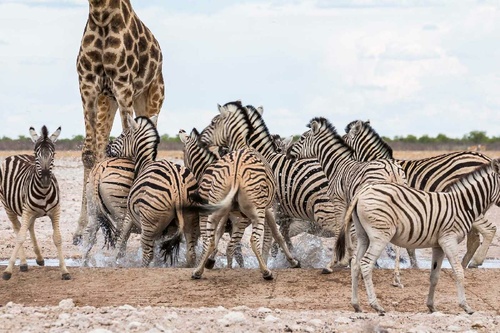 Vliesová fototapeta Zebry se žirafou 375 x 250 cm
