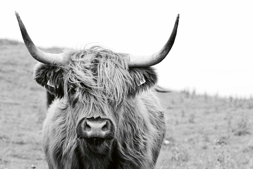 Vliesová fototapeta Skotská kráva 375 x 250 cm