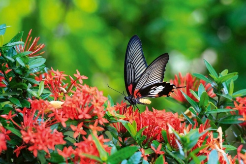 Vliesová fototapeta Motýl na květině 375 x 250 cm