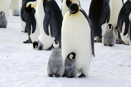Vliesová fototapeta Rodina tučňáků 375 x 250 cm