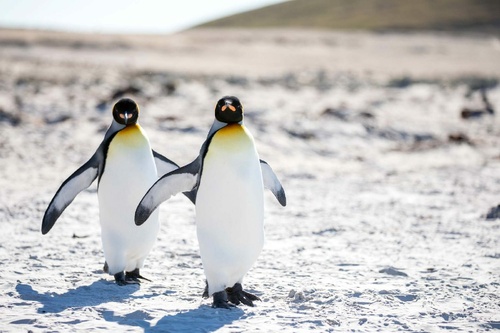 Vliesová fototapeta Tučňáci na Antarktidě 375 x 250 cm