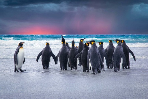 Vliesová fototapeta Tučňáci na Falklandech 375 x 250 cm