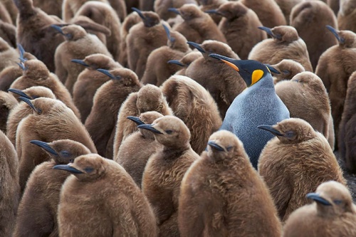 Vliesová fototapeta Velká skupina tučňáků 375 x 250 cm