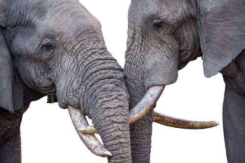 Vliesová fototapeta Zamilovaní sloni 375 x 250 cm