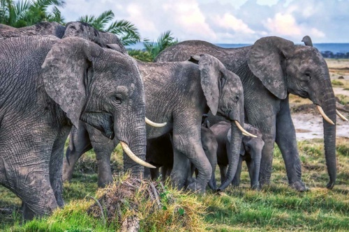 Vliesová fototapeta Stádo slonů 375 x 250 cm