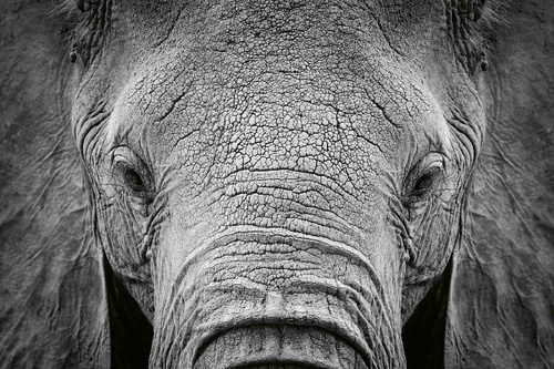 Vliesová fototapeta Slon africký 375 x 250 cm