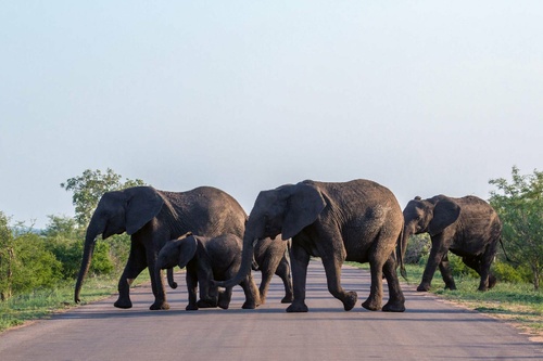 Vliesová fototapeta Sloni přecházející silnici 375 x 250 cm