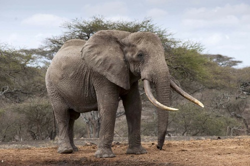 Vliesová fototapeta Slon v Keni 375 x 250 cm