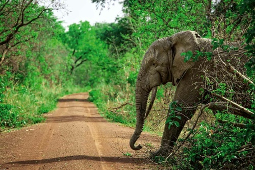 Vliesová fototapeta Slon v Ghaně 375 x 250 cm