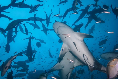 Vliesová fototapeta Potápění se žraloky 375 x 250 cm