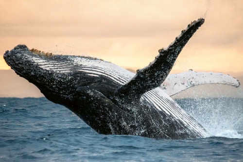 Vliesová fototapeta Skákání velryby 375 x 250 cm