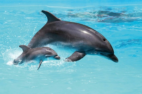 Vliesová fototapeta Dva delfíni 375 x 250 cm