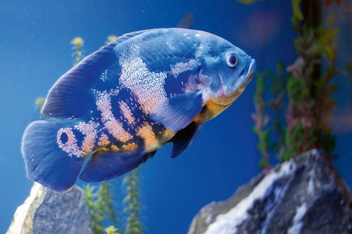 Vliesová fototapeta Velká modrá ryba 375 x 250 cm