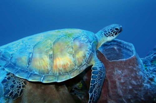 Vliesová fototapeta Mořská želva 375 x 250 cm