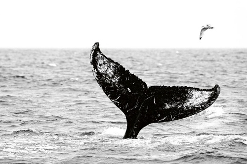 Vliesová fototapeta Velryba v moři 375 x 250 cm