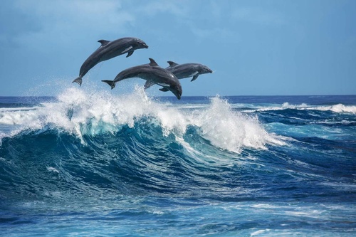 Vliesová fototapeta Tři delfíni 375 x 250 cm