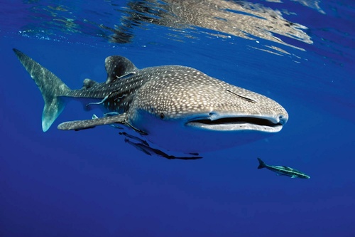 Vliesová fototapeta Žralok obrovský 375 x 250 cm