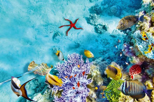 Vliesová fototapeta Podvodní svět s korály 375 x 250 cm