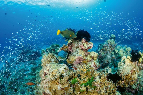 Vliesová fototapeta Korálový útes 375 x 250 cm