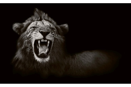 Vliesová fototapeta Divoký lev africký 375 x 250 cm