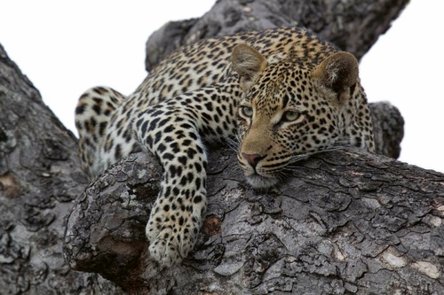 Vliesová fototapeta Leopard na stromě 375 x 250 cm