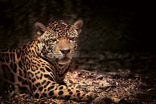 Vliesová fototapeta Ležící leopard 375 x 250 cm