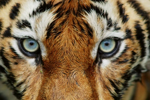 Vliesová fototapeta Tygří pohled 375 x 250 cm