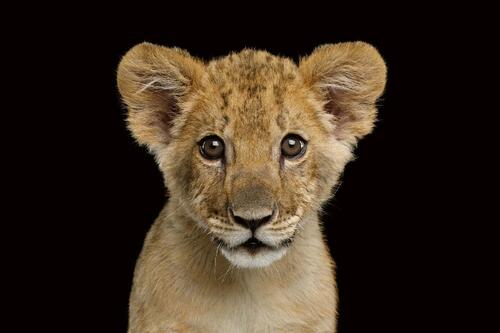 Vliesová fototapeta Malý lvíček 375 x 250 cm