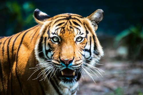 Vliesová fototapeta Tygr malajský 375 x 250 cm