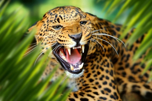 Vliesová fototapeta Leopard v džungli 375 x 250 cm
