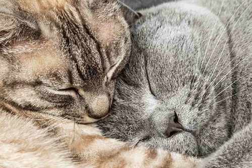 Vliesová fototapeta Dvě spící kočky 375 x 250 cm
